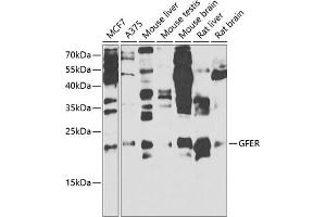 Western blot analysis of extracts of various cell lines, using GFER antibody (ABIN6132026, ABIN6141060, ABIN6141061 and ABIN6221123) at 1:1000 dilution. (GFER Antikörper  (AA 81-205))