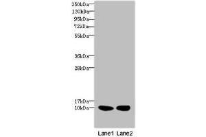 Western blot All lanes: RPS27antibody at 2. (RPS27 Antikörper  (AA 1-84))