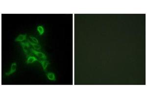 Immunofluorescence (IF) image for anti-Cytochrome C Oxidase Subunit VIc (COX6C) (Internal Region) antibody (ABIN1850329) (COX6C Antikörper  (Internal Region))