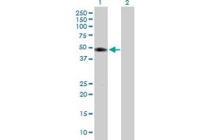 Western Blot analysis of TUFT1 expression in transfected 293T cell line by TUFT1 MaxPab polyclonal antibody. (TUFT1 Antikörper  (AA 1-390))