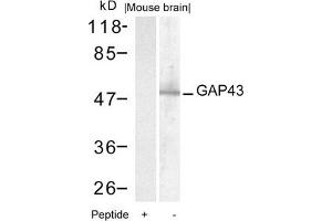 Western blot analysis of extracts from mouse brain tissue using GAP43(Ab-41) Antibody and the same antibody preincubated with blocking peptide. (GAP43 Antikörper)