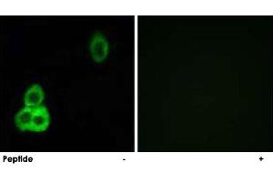 Immunofluorescence analysis of MCF-7 cells, using CELSR1 polyclonal antibody . (CELSR1 Antikörper  (AA 921-970))