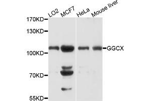 Western blot analysis of extracts of various cell lines, using GGCX antibody (ABIN4903760) at 1:1000 dilution. (GGCX Antikörper)
