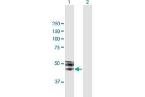 Western Blot analysis of ISLR expression in transfected 293T cell line by ISLR MaxPab polyclonal antibody. (ISLR Antikörper  (AA 1-428))