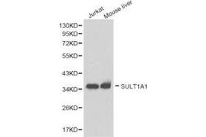 Western Blotting (WB) image for anti-Sulfotransferase Family, Cytosolic, 1A, Phenol-Preferring, Member 1 (SULT1A1) antibody (ABIN1874991) (SULT1A1 Antikörper)