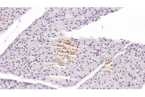 Detection of CLU in Rabbit Pancreas Tissue using Monoclonal Antibody to Clusterin (CLU) (Clusterin Antikörper  (AA 226-447))