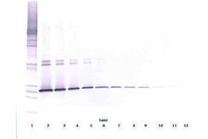 Image no. 3 for anti-Interleukin 5 (IL5) antibody (ABIN465636) (IL-5 Antikörper)