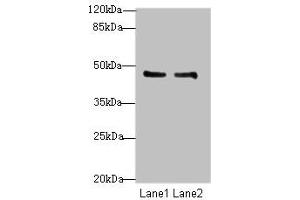 Western blot All lanes: GPR34 antibody at 8 μg/mL Lane 1: Mouse liver tissue Lane 2: Mouse kidney tissue Secondary Goat polyclonal to rabbit IgG at 1/10000 dilution Predicted band size: 44 kDa Observed band size: 44 kDa (GPR34 Antikörper  (AA 1-61))