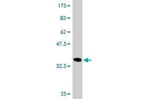 Western Blot detection against Immunogen (35. (Double-stranded RNA-binding protein Staufen homolog 2 (STAU2) (AA 2-90) Antikörper)
