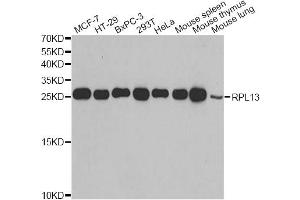 Western blot analysis of extracts of various cell lines, using RPL13 antibody (ABIN2559760) at 1:1000 dilution. (RPL13 Antikörper)