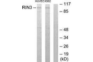 Western blot analysis of extracts from HuvEc/K562 cells, using RIN3 Antibody.