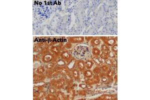 Immunohistochemistry (IHC) image for anti-Actin, beta (ACTB) (N-Term) antibody (ABIN6254200)