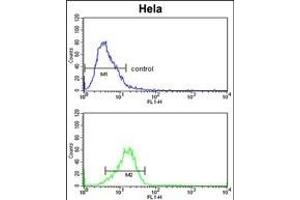 CYP7B1 Antibody (Center) (ABIN652732 and ABIN2842485) flow cytometric analysis of Hela cells (bottom histogram) compared to a negative control cell (top histogram).