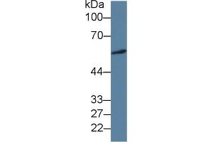 ICA1 antibody  (AA 1-258)