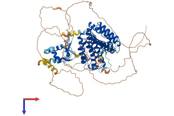 RFX3 Protein (AA 1-749) (His tag)
