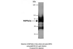 Image no. 2 for anti-Sperm Antigen with Calponin Homology and Coiled-Coil Domains 1 (SPECC1) (AA 200-300) antibody (ABIN363472)