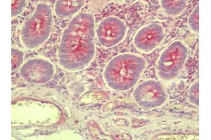 Anti-SLC35D3 / FRCL1 antibody IHC staining of human small intestine. (SLC35D3 Antikörper  (C-Term))