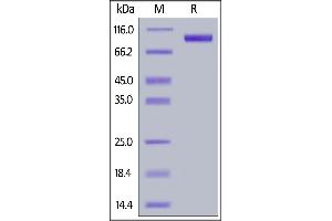 Biotinylated Human ErbB3, His,Avitag on  under reducing (R) condition.