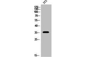 Western Blot analysis of 3T3 cells using DOR-1 Polyclonal Antibody (OPRD1 Antikörper  (C-Term))
