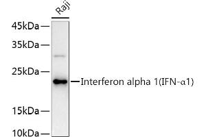 Western blot analysis of extracts of Raji cells, using Interferon alpha 1 (IFN-α1) antibody (ABIN3020880, ABIN3020881, ABIN3020882 and ABIN6213772) at 1:1000 dilution. (IFNA1 Antikörper  (AA 25-155))