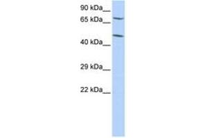 Image no. 1 for anti-Zinc Finger Protein 672 (ZNF672) (C-Term) antibody (ABIN6742886) (ZNF672 Antikörper  (C-Term))