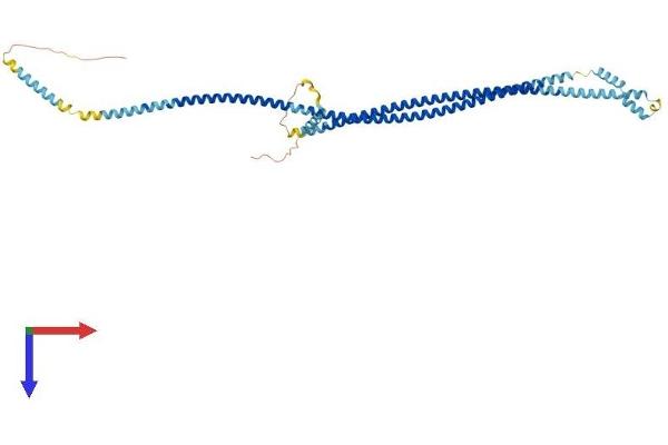 PLVAP Protein (AA 1-438) (His tag)