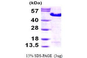 SDS-PAGE (SDS) image for Melanoma Antigen Family A, 3 (MAGEA3) (AA 1-314) protein (His tag) (ABIN667830)