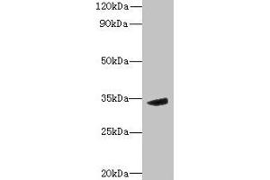 Western blot All lanes: MPPED2 antibody at 6 μg/mL + Mouse brain tissue Secondary Goat polyclonal to rabbit IgG at 1/10000 dilution Predicted band size: 34, 32 kDa Observed band size: 34 kDa (MPPED2 Antikörper  (AA 1-294))