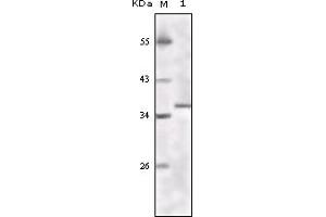 Western Blotting (WB) image for anti-K(lysine) Acetyltransferase 8 (KAT8) (truncated) antibody (ABIN2464086) (MYST1 Antikörper  (truncated))