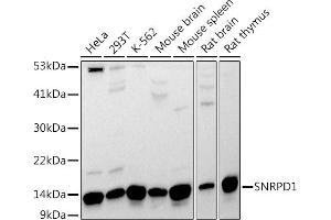 Western blot analysis of extracts of various cell lines, using SNRPD1 antibody (ABIN7270363) at 1:1000 dilution.