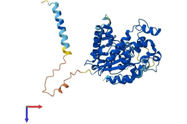 CHST1 Protein (AA 1-411) (His tag)