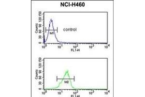 PITX1 Antibody (Center) (ABIN391506 and ABIN2841469) flow cytometric analysis of NCI- cells (bottom histogram) compared to a negative control cell (top histogram).
