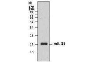 Western Blotting (WB) image for anti-Interleukin 31 (IL31) antibody (ABIN2665157) (IL-31 Antikörper)