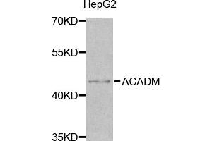 Western blot analysis of extracts of HepG2 cells, using ACADM antibody (ABIN5970961) at 1/1000 dilution. (Medium-Chain Specific Acyl-CoA Dehydrogenase, Mitochondrial Antikörper)