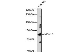 Western blot analysis of extracts of U-87MG cells, using MON1B antibody (ABIN7268681) at 1:1000 dilution. (MON1B Antikörper  (AA 481-547))