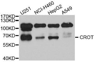 Western Blotting (WB) image for anti-Carnitine O-Octanoyltransferase (CROT) (AA 1-87) antibody (ABIN1679365) (CROT Antikörper  (AA 1-87))