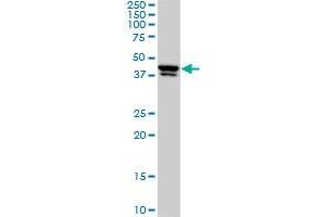 Western Blotting (WB) image for anti-Upstream Transcription Factor 2, C-Fos Interacting (USF2) (AA 1-100) antibody (ABIN563358)