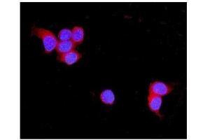 IF analysis of TNXB using anti-TNXB antibody (ABIN3043715). (TNXB Antikörper  (C-Term))