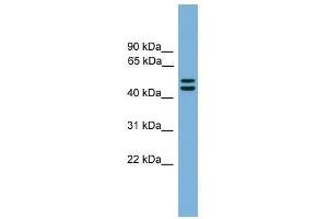 Western Blot showing GORASP1 antibody used at a concentration of 1-2 ug/ml to detect its target protein. (GORASP1 Antikörper  (N-Term))