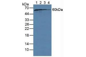 Figure. (GDI1 Antikörper  (AA 1-274))