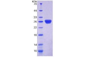 SDS-PAGE analysis of Mouse SSA1 Protein.