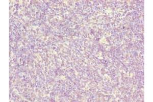 Immunohistochemistry of paraffin-embedded human thymus tissue using ABIN7145774 at dilution of 1:100 (BCAS3 Antikörper  (AA 689-928))