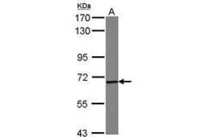 Image no. 1 for anti-Epsin 1 (EPN1) (AA 354-576) antibody (ABIN1498048) (Epsin 1 Antikörper  (AA 354-576))