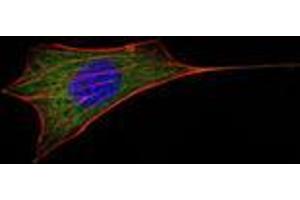Immunofluorescence analysis of NIH/3T3 cells using BCL-2 mouse mAb (green). (Bcl-2 Antikörper)