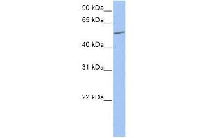 WB Suggested Anti-UGT2A3 Antibody Titration:  0.