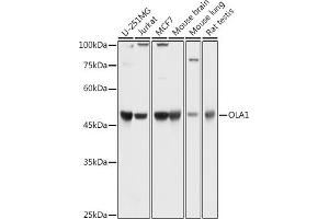 Western blot analysis of extracts of various cell lines, using OL antibody (1671) at 1:1000 dilution. (OLA1 Antikörper  (AA 297-396))
