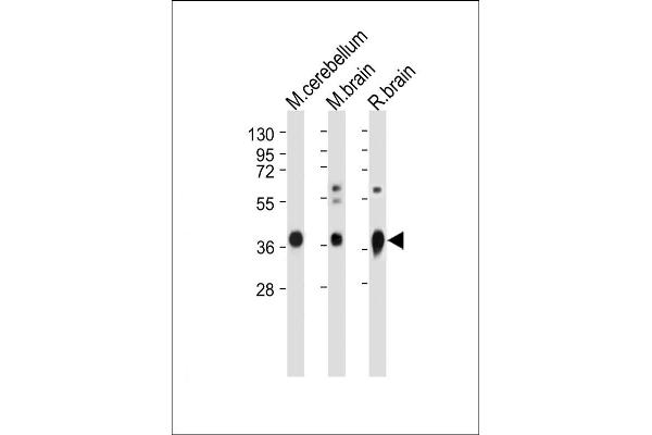 GNAO1 Antikörper  (C-Term)