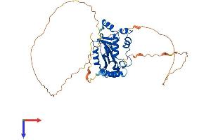ISG20L2 Protein (AA 1-368) (His tag)