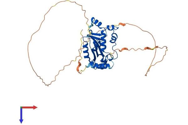 ISG20L2 Protein (AA 1-368) (His tag)