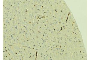 ABIN6279652 at 1/100 staining Mouse brain tissue by IHC-P. (PREX1 Antikörper  (Internal Region))